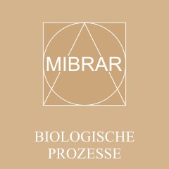 MIBRAR-Biologische-Prozesse-Wirbelsäule-Gelenke